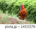 名古屋コーチン２