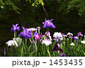 菖蒲