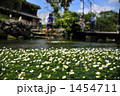醒ヶ井は地蔵川の清流風景～川面に広がる梅花藻と中山道の宿場町