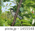 シジュウカラの若鳥