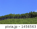 杉林