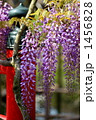 藤棚 (亀戸天神)