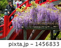 藤棚 (亀戸天神)