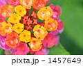 雨しずくとランタナ