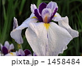花菖蒲