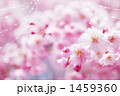 八重紅しだれ桜とキラキラ