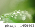 葉の上の水玉
