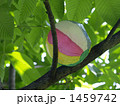 木の上の紙風船