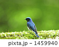 オオルリ