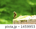 オオルリ