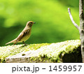 オオルリ
