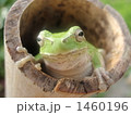 カエルの梅雨入り宣言