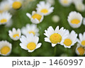 白い花