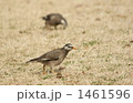 食事探しのムクドリ