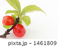 Downy Cherry-01