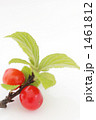 Downy Cherry-02