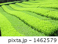 初夏のお茶畑