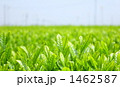 初夏のお茶畑 1462587