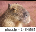1464695