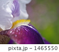 1465550