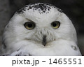 1465551