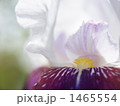 1465554