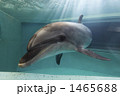 1465688