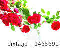 薔薇 花 つる薔薇