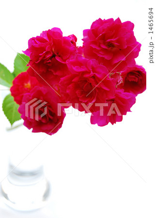 薔薇 花 つる薔薇