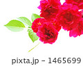 薔薇 ハガキ素材 背景素材