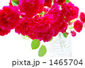 薔薇 ハガキ素材 背景素材