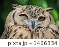 ふくろう