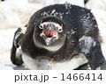 ペンギン