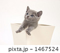 鉢に入ったロシアンブルーの子猫