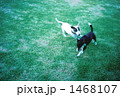 遊ぶ犬