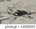 ボルダーズビーチのペンギン親子