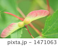 もみじの種子