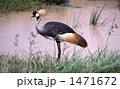 カンムリ鶴
