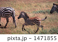 シマウマ