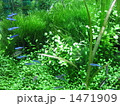 熱帯魚１