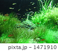 熱帯魚２