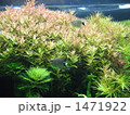 熱帯魚５