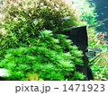 熱帯魚６