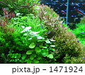 熱帯魚７