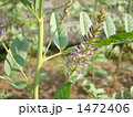 甘草