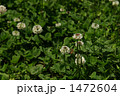 白爪草と蜜蜂
