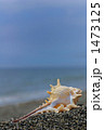 浜辺の貝殻
