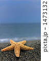 浜辺のヒトデ（縦）
