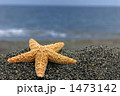 浜辺のヒトデ（横）