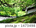 苔生す大木の根